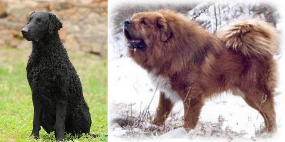 Tibetan Kyi Apso vs Curly Coated Retriever - Breed Comparison
