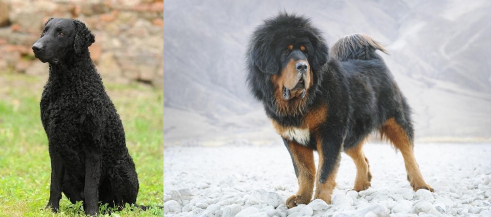 Tibetan Mastiff vs Curly Coated Retriever - Breed Comparison