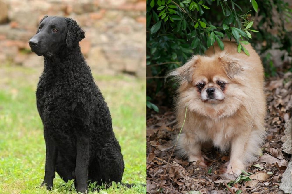 Tibetan Spaniel vs Curly Coated Retriever - Breed Comparison