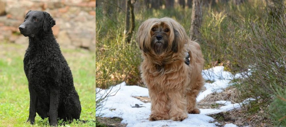 Tibetan Terrier vs Curly Coated Retriever - Breed Comparison