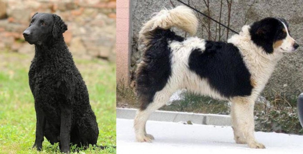 Tornjak vs Curly Coated Retriever - Breed Comparison