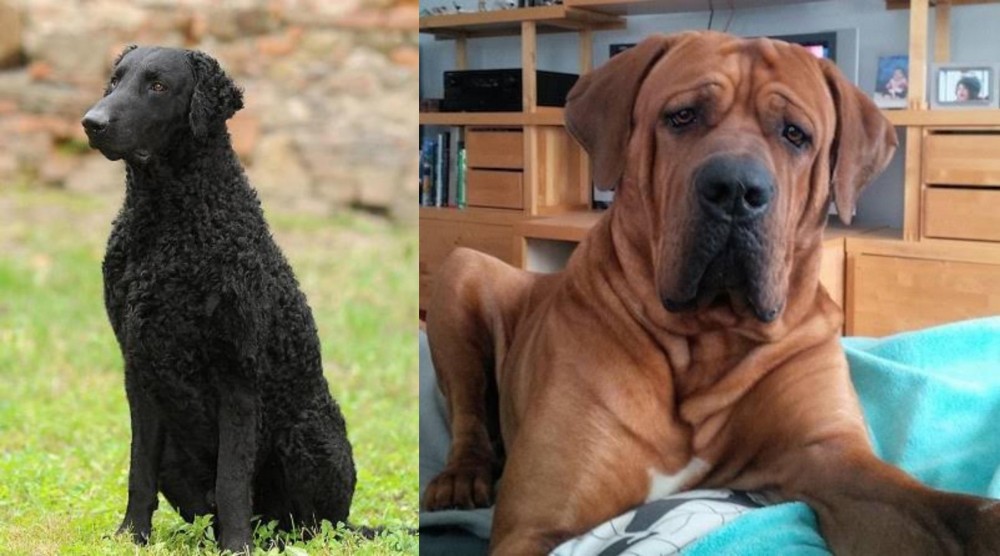 Tosa vs Curly Coated Retriever - Breed Comparison