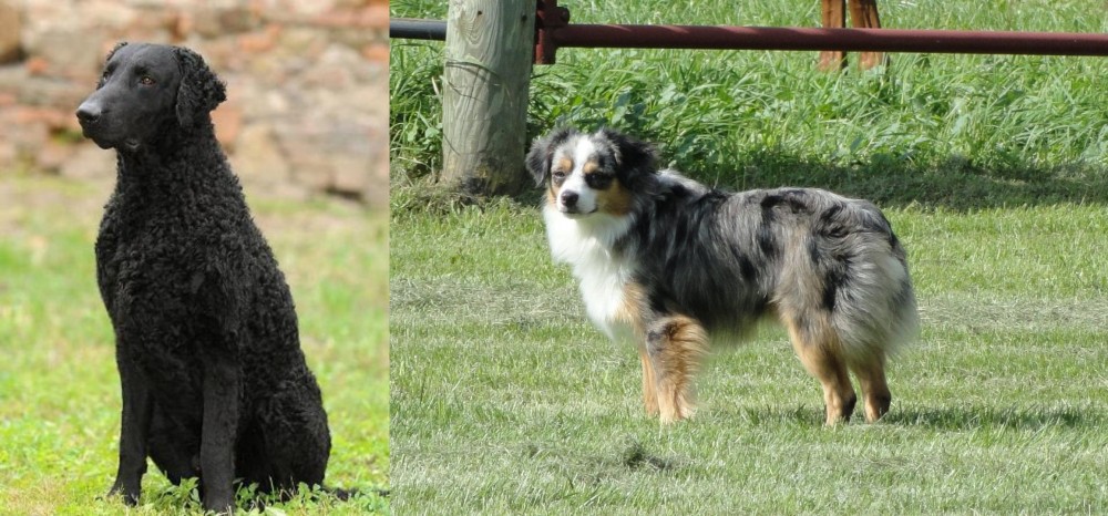 Toy Australian Shepherd vs Curly Coated Retriever - Breed Comparison