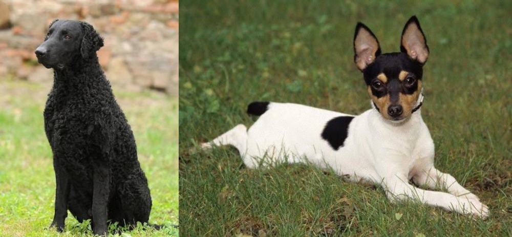 Toy Fox Terrier vs Curly Coated Retriever - Breed Comparison