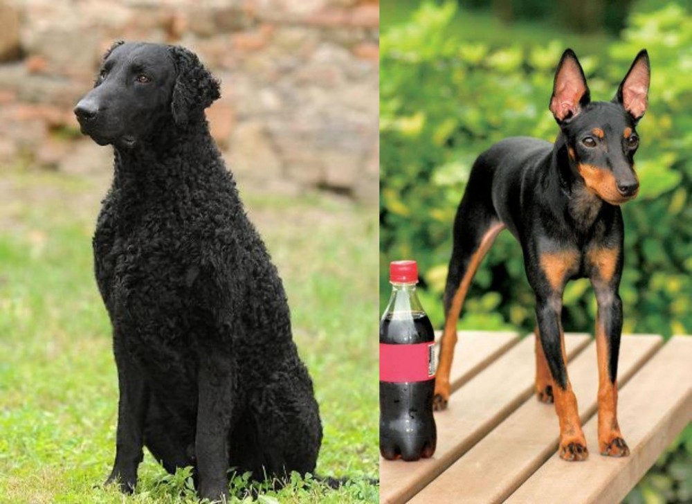 Toy Manchester Terrier vs Curly Coated Retriever - Breed Comparison