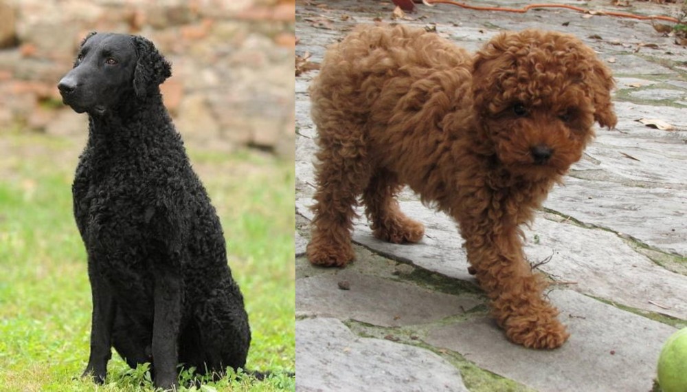 Toy Poodle vs Curly Coated Retriever - Breed Comparison