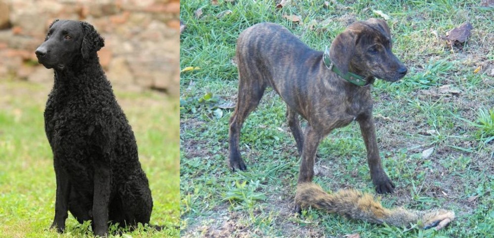 Treeing Cur vs Curly Coated Retriever - Breed Comparison