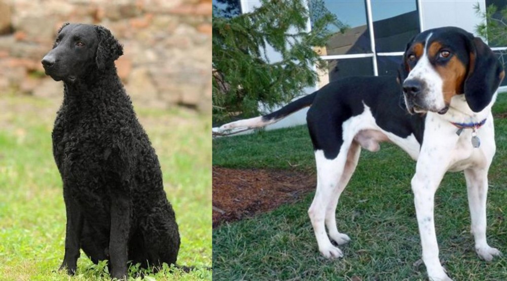 Treeing Walker Coonhound vs Curly Coated Retriever - Breed Comparison