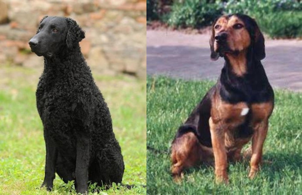 Tyrolean Hound vs Curly Coated Retriever - Breed Comparison