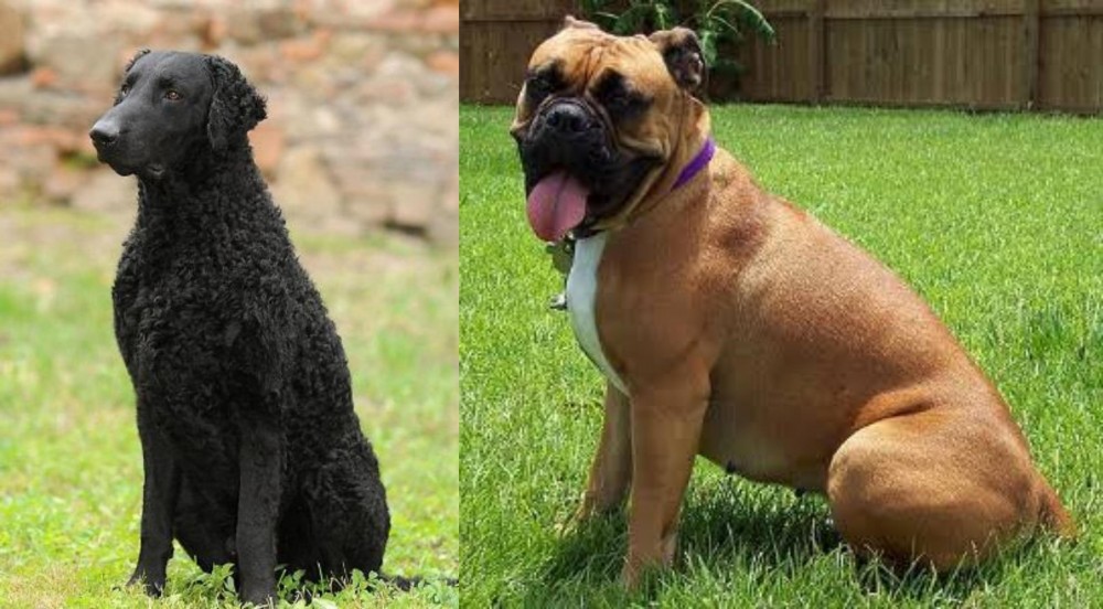 Valley Bulldog vs Curly Coated Retriever - Breed Comparison