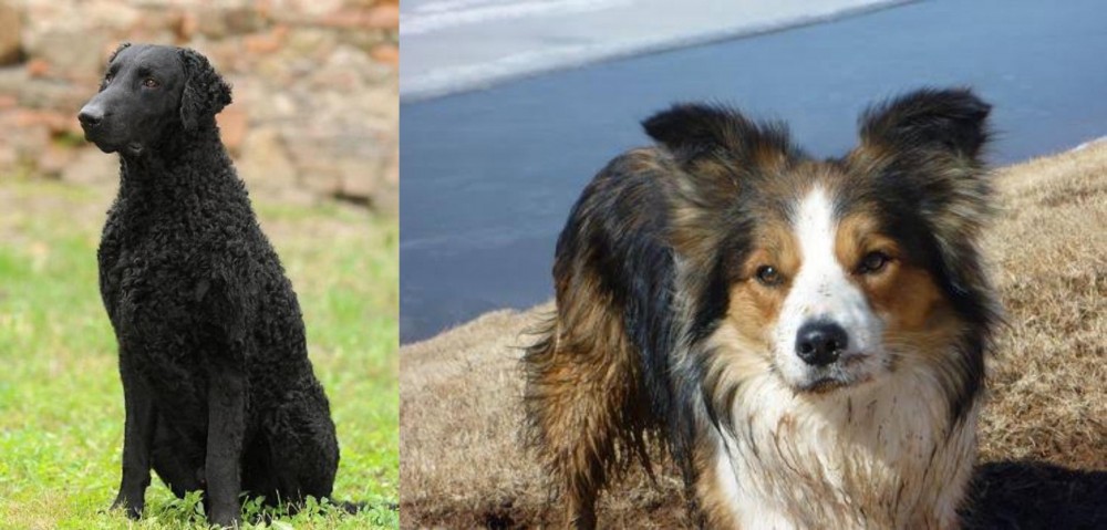 Welsh Sheepdog vs Curly Coated Retriever - Breed Comparison