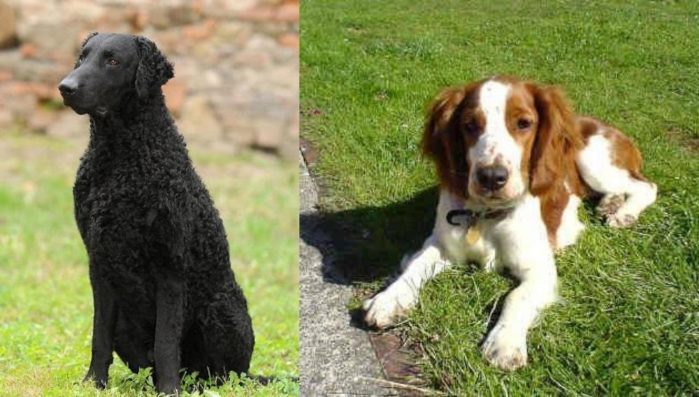 Welsh Springer Spaniel vs Curly Coated Retriever - Breed Comparison