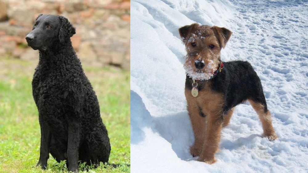 Welsh Terrier vs Curly Coated Retriever - Breed Comparison