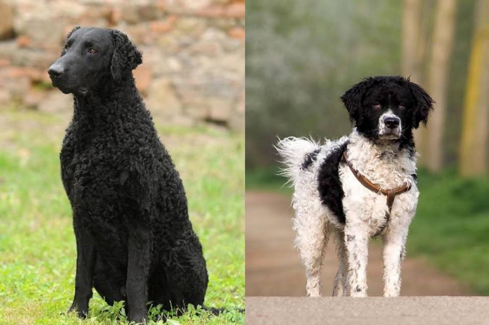 Wetterhoun vs Curly Coated Retriever - Breed Comparison