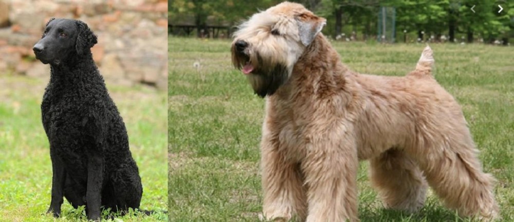 Wheaten Terrier vs Curly Coated Retriever - Breed Comparison