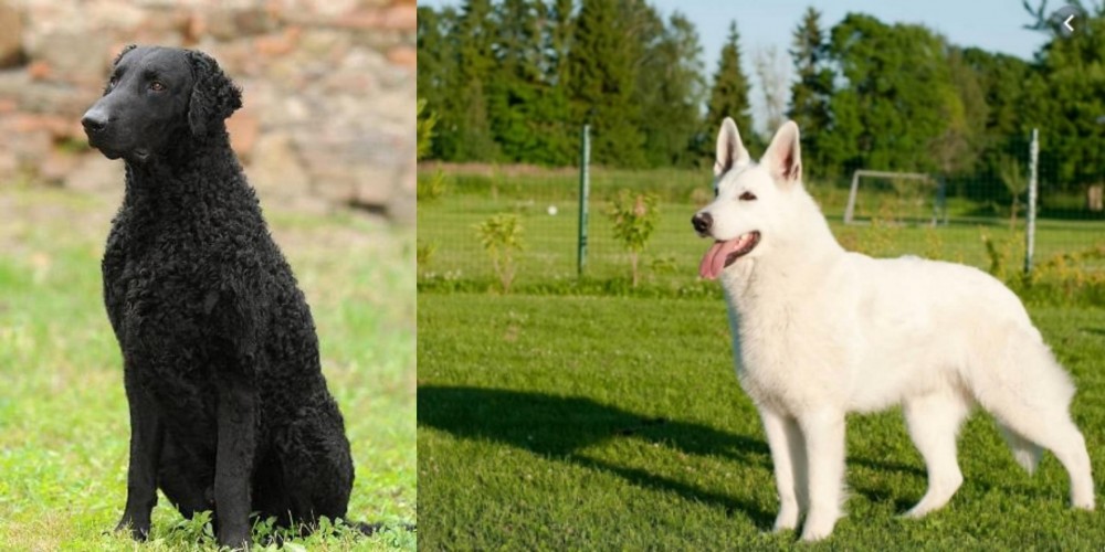 White Shepherd vs Curly Coated Retriever - Breed Comparison