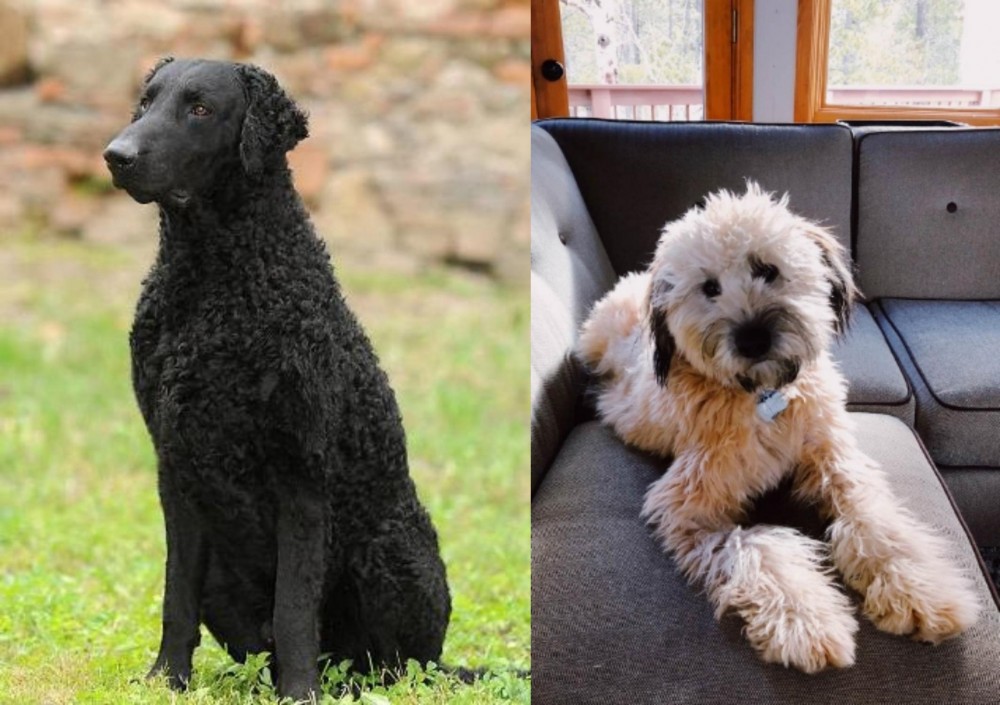 Whoodles vs Curly Coated Retriever - Breed Comparison