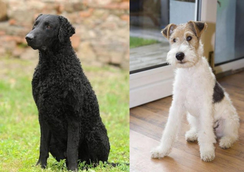 Wire Fox Terrier vs Curly Coated Retriever - Breed Comparison