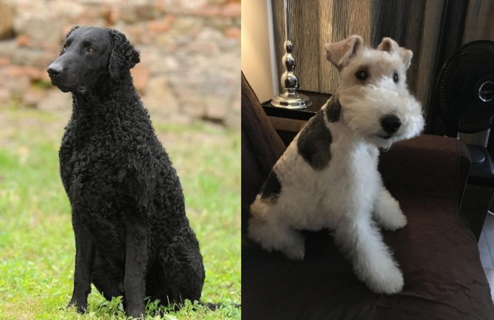Wire Haired Fox Terrier vs Curly Coated Retriever - Breed Comparison
