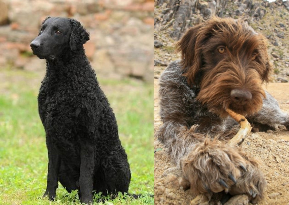 Wirehaired Pointing Griffon vs Curly Coated Retriever - Breed Comparison