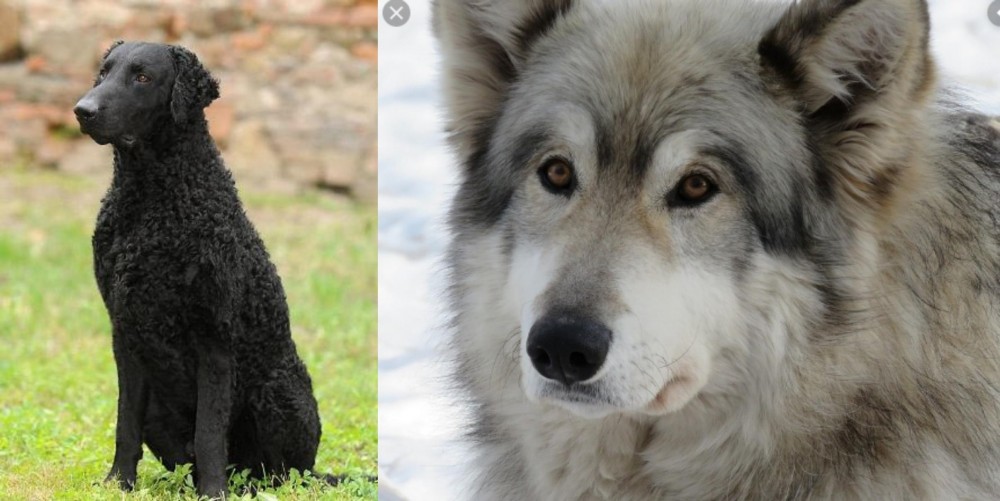 Wolfdog vs Curly Coated Retriever - Breed Comparison