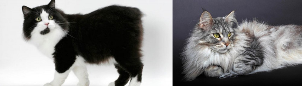 Domestic Longhaired Cat vs Cymric - Breed Comparison