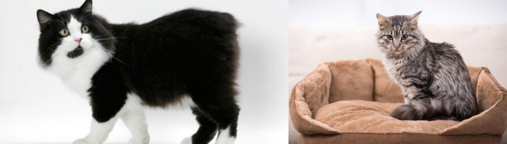 Domestic Mediumhair vs Cymric - Breed Comparison