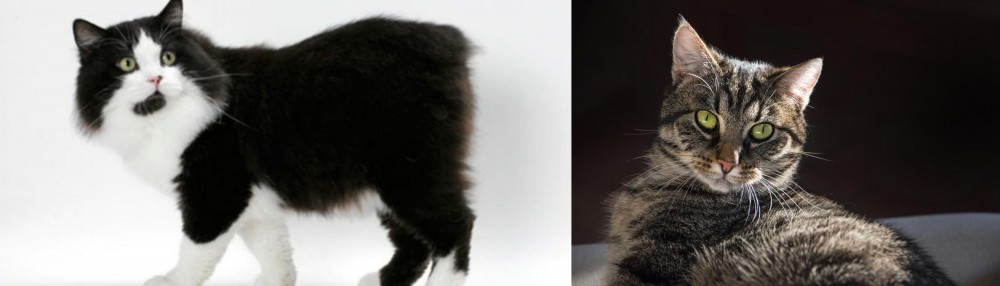European Shorthair vs Cymric - Breed Comparison