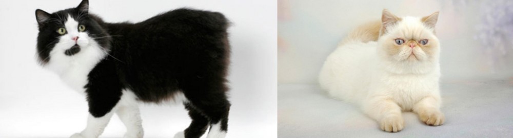 Exotic Shorthair vs Cymric - Breed Comparison
