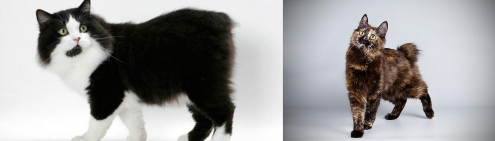 Japanese Bobtail vs Cymric - Breed Comparison