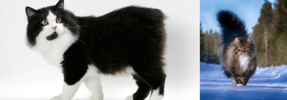 Norwegian Forest Cat vs Cymric - Breed Comparison