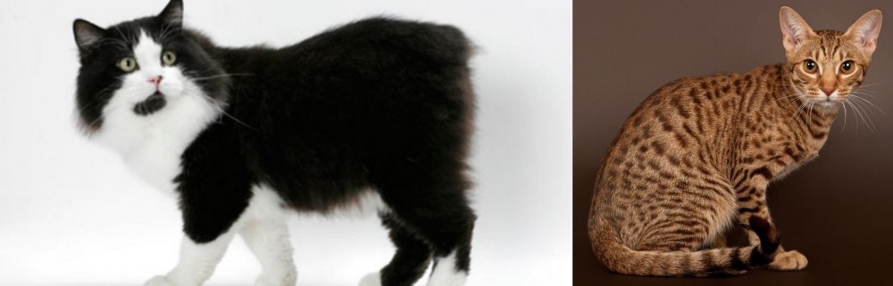 Ocicat vs Cymric - Breed Comparison