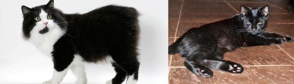 Pantherette vs Cymric - Breed Comparison