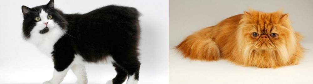 Persian vs Cymric - Breed Comparison