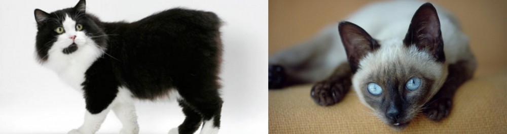 Siamese vs Cymric - Breed Comparison