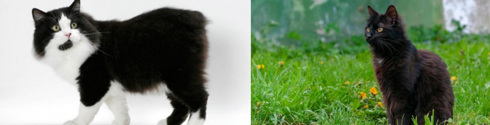 York Chocolate Cat vs Cymric - Breed Comparison