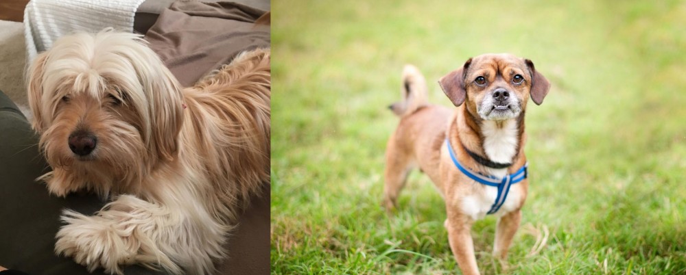 Chug vs Cyprus Poodle - Breed Comparison