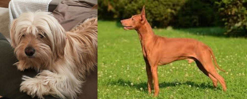 Cirneco dell'Etna vs Cyprus Poodle - Breed Comparison