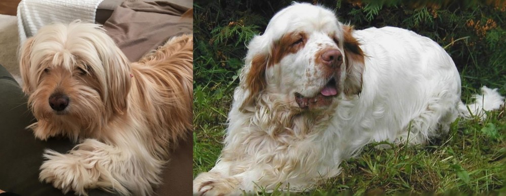Clumber Spaniel vs Cyprus Poodle - Breed Comparison
