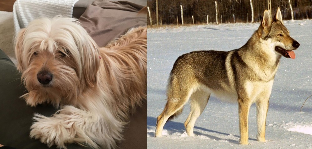 Czechoslovakian Wolfdog vs Cyprus Poodle - Breed Comparison