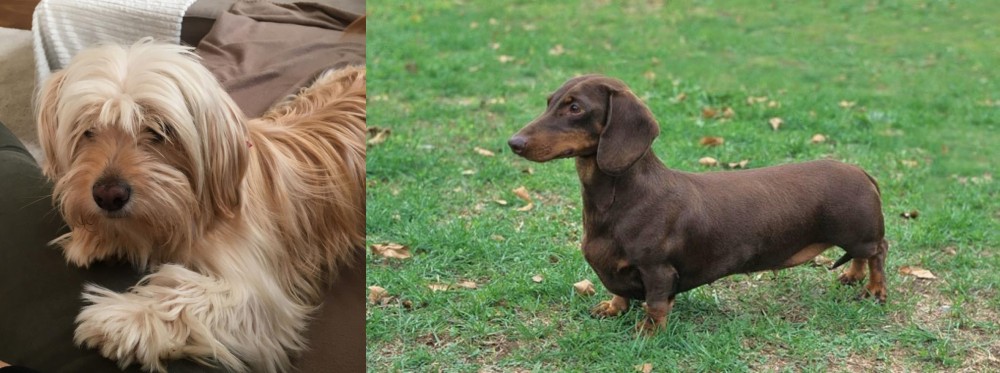 Dachshund vs Cyprus Poodle - Breed Comparison