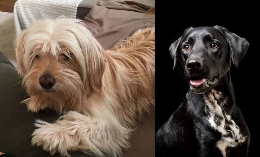 Dalmador vs Cyprus Poodle - Breed Comparison