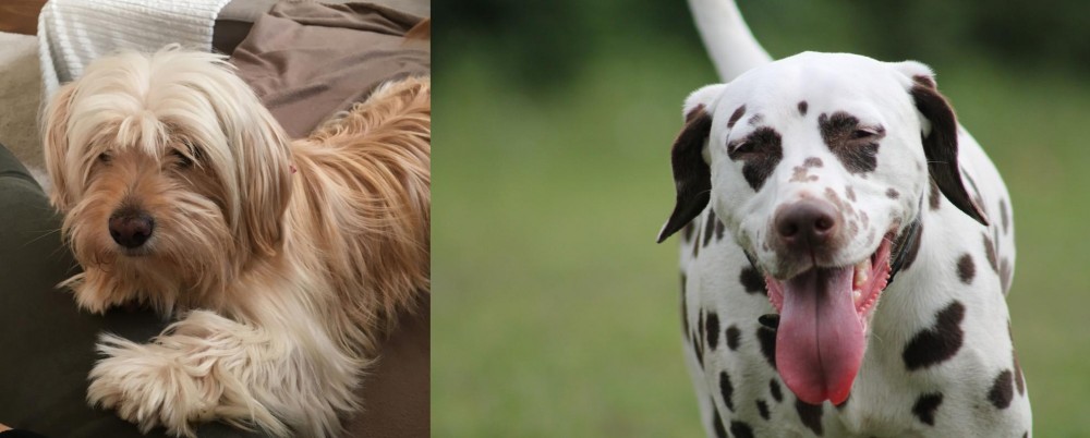 Dalmatian vs Cyprus Poodle - Breed Comparison