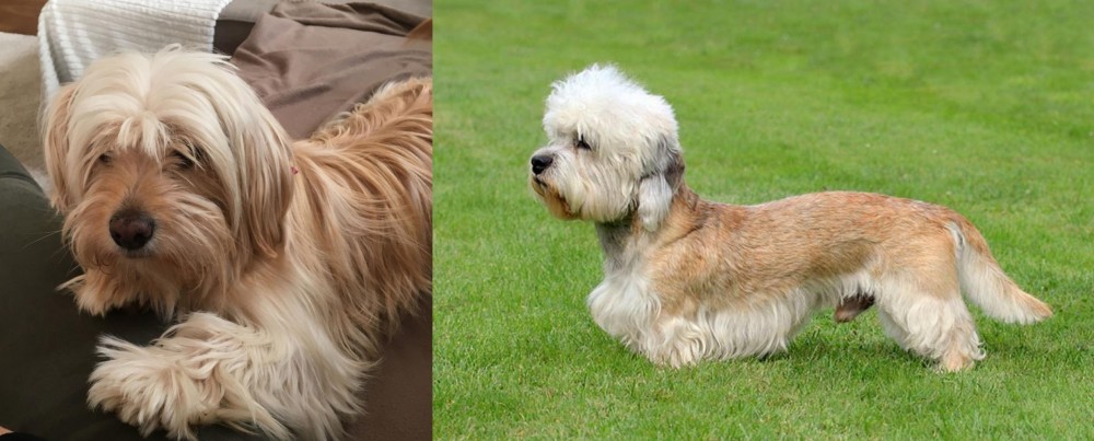 Dandie Dinmont Terrier vs Cyprus Poodle - Breed Comparison