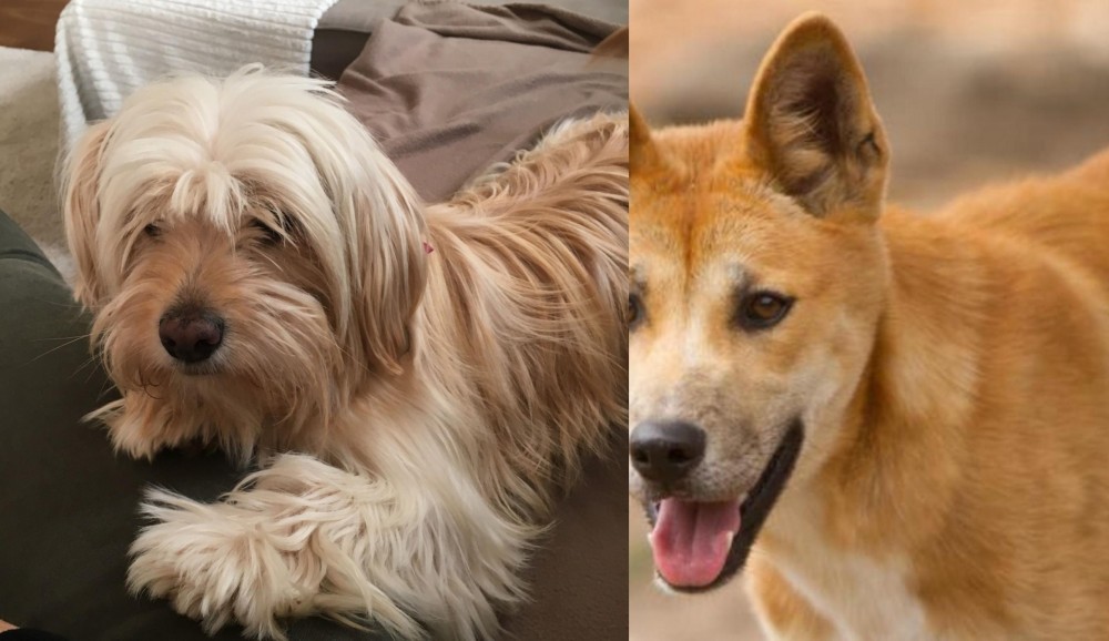 Dingo vs Cyprus Poodle - Breed Comparison