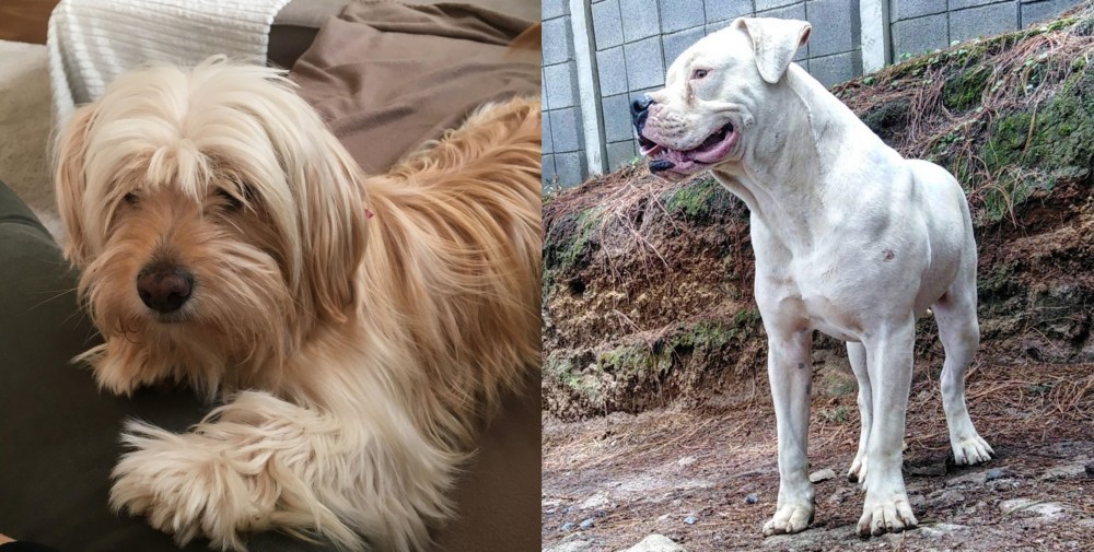Dogo Guatemalteco vs Cyprus Poodle - Breed Comparison
