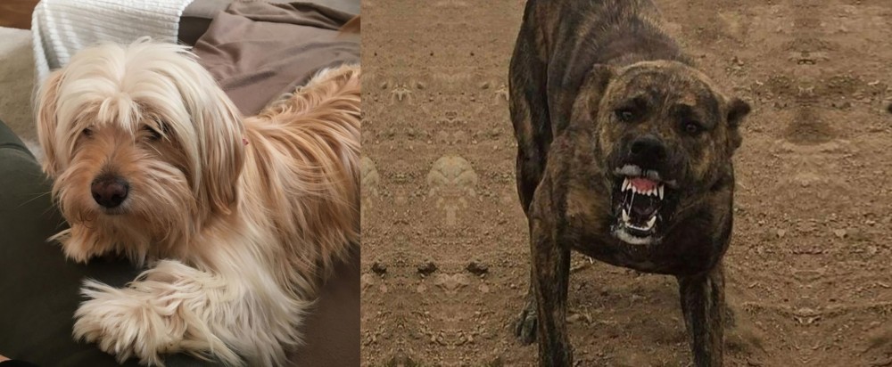 Dogo Sardesco vs Cyprus Poodle - Breed Comparison