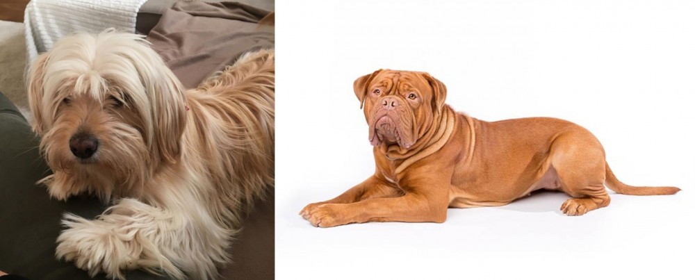 Dogue De Bordeaux vs Cyprus Poodle - Breed Comparison