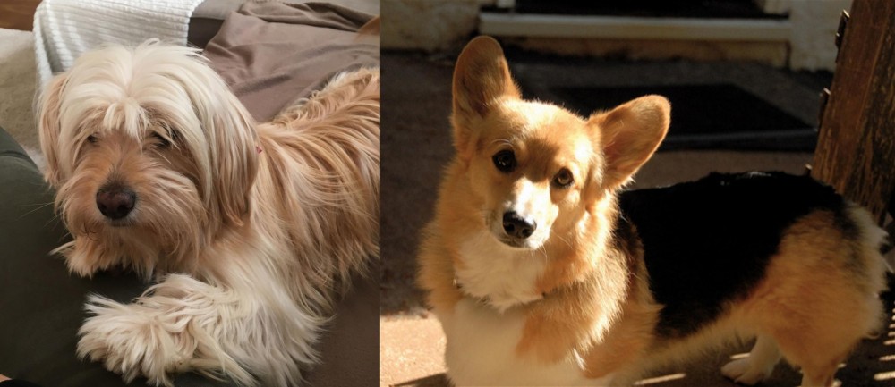 Dorgi vs Cyprus Poodle - Breed Comparison