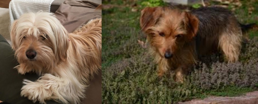 Dorkie vs Cyprus Poodle - Breed Comparison